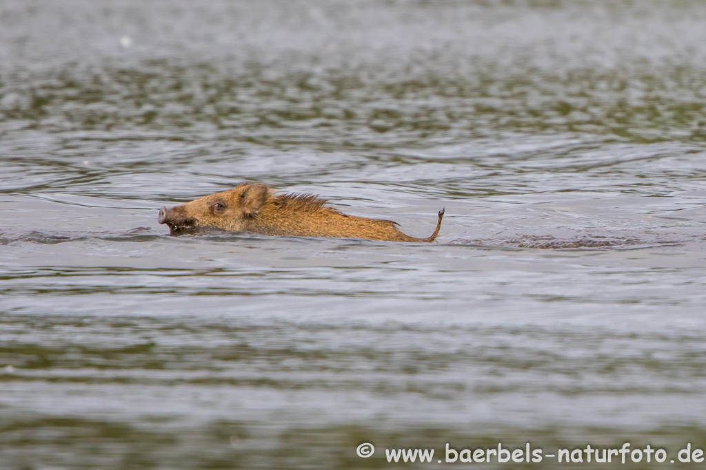 Wildschwein