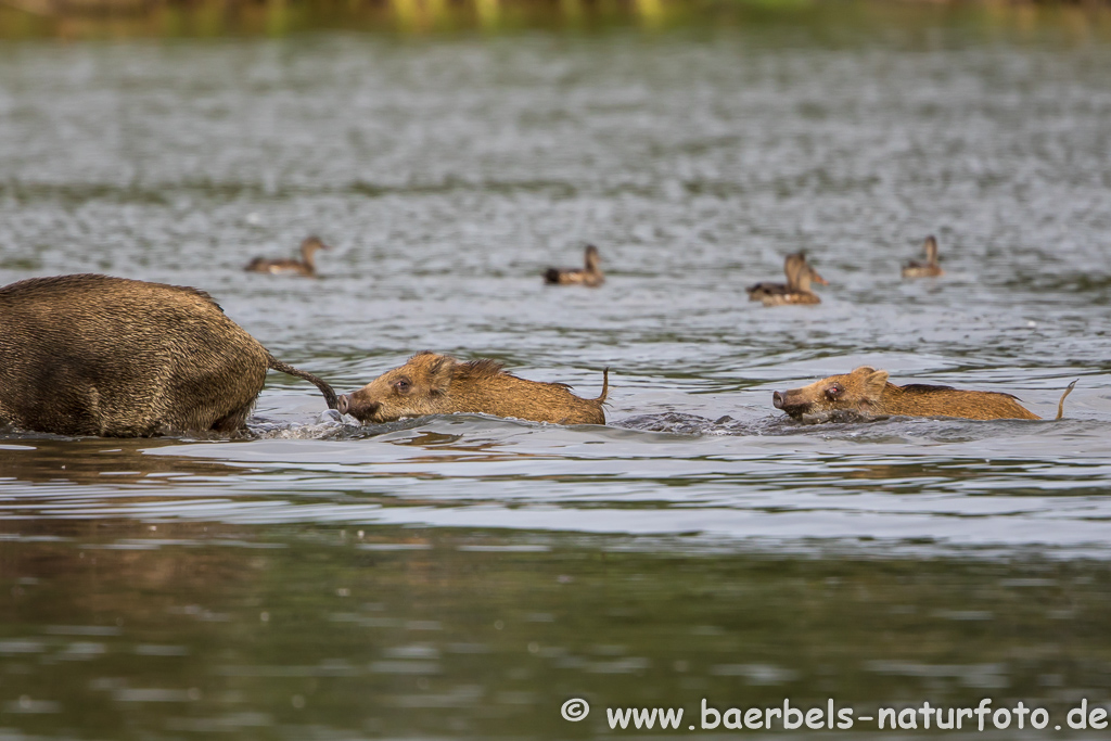 Wildschwein