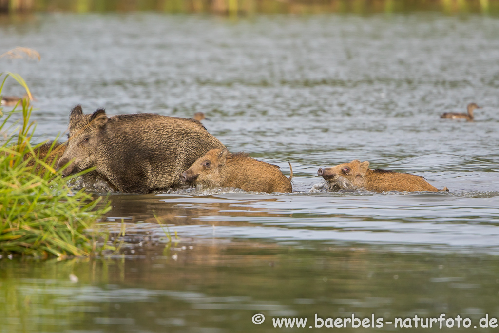 Wildschwein