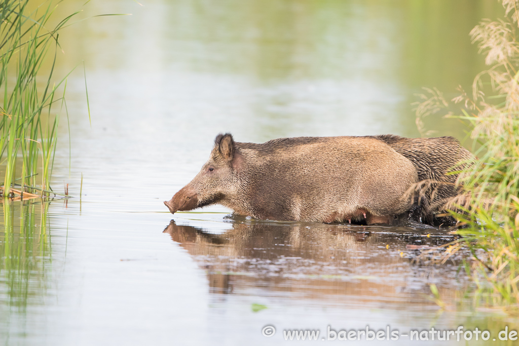 Wildschwein