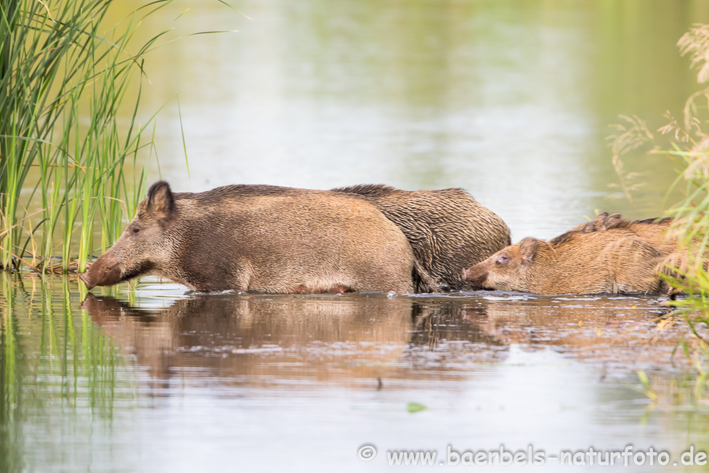 Wildschwein