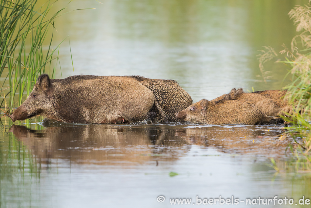 Wildschwein