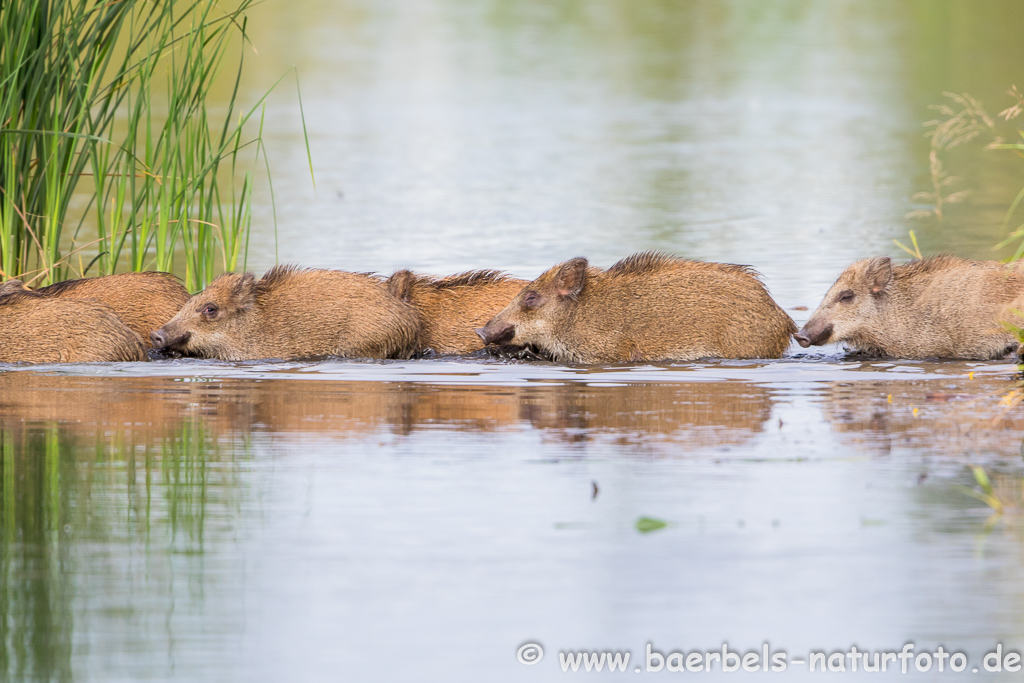 Wildschwein