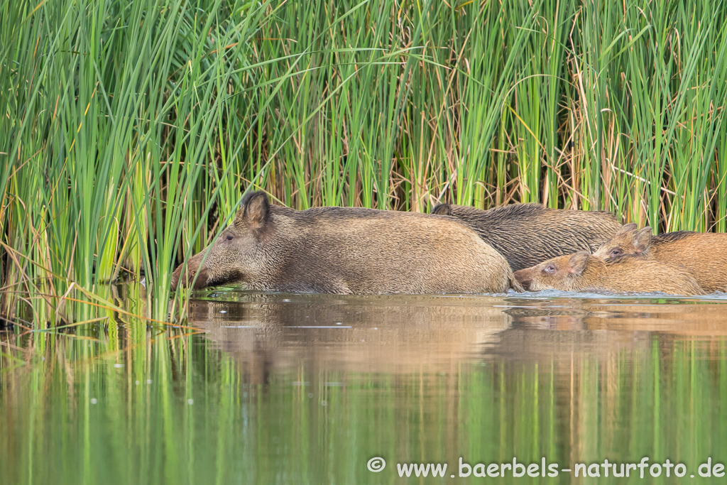 Wildschwein