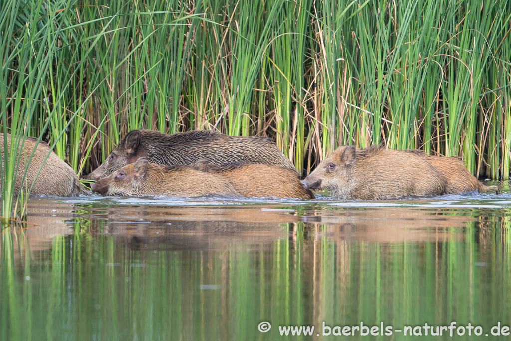 Wildschwein