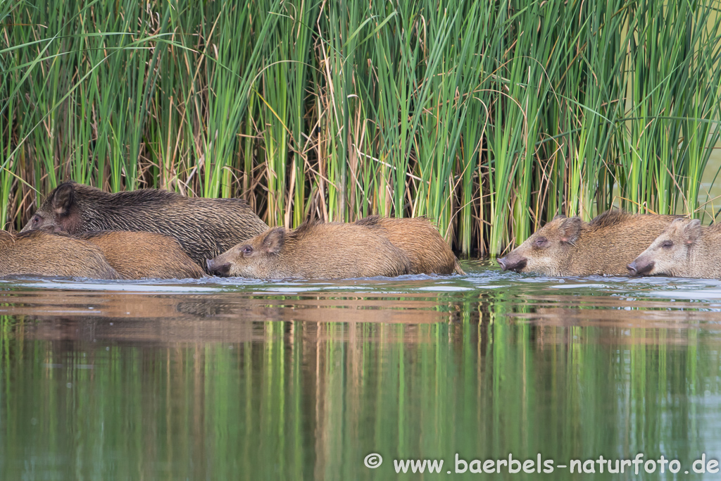 Wildschwein