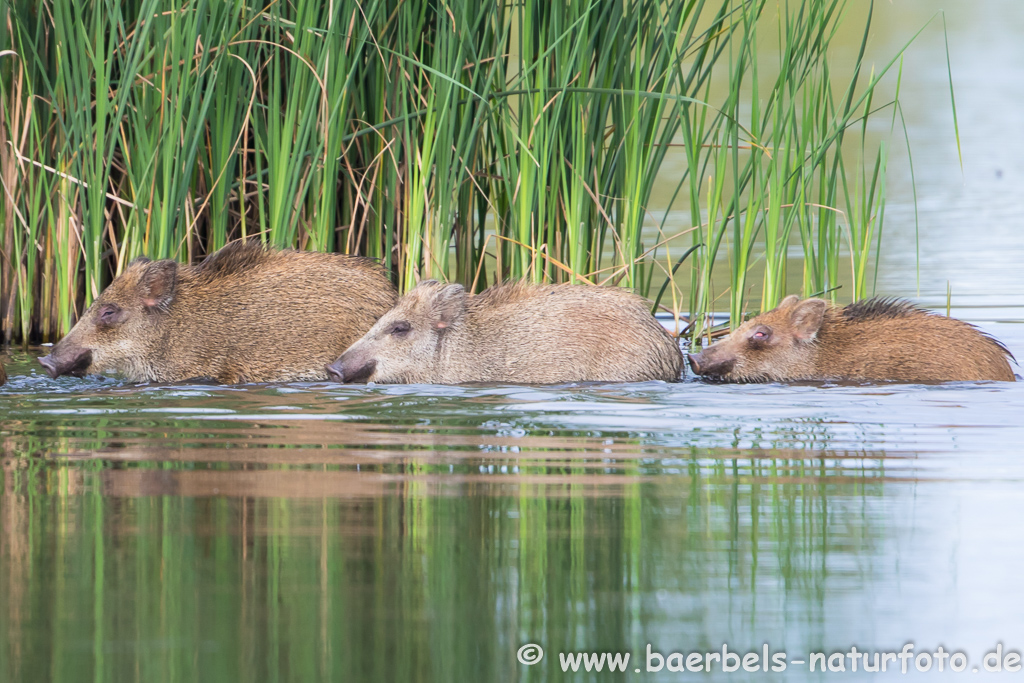 Wildschwein