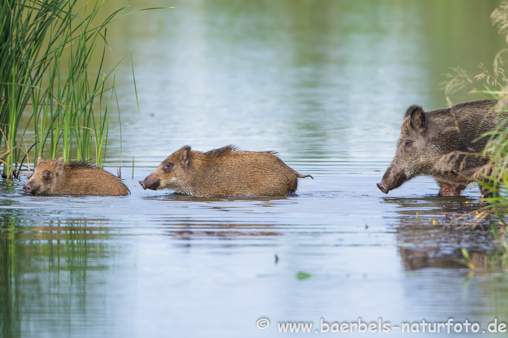 Wildschwein