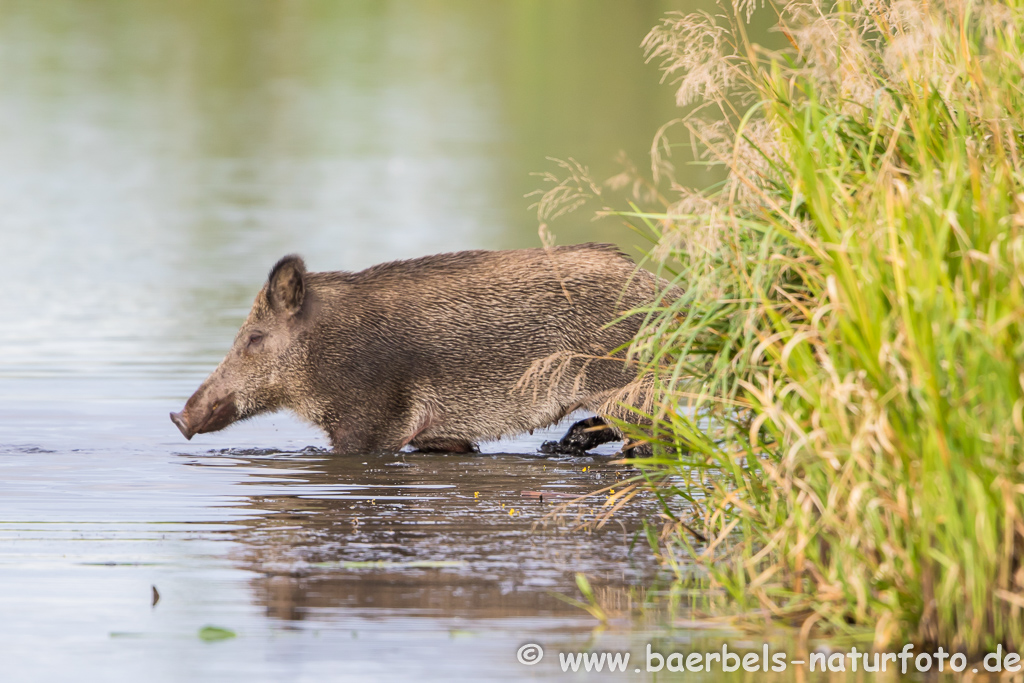 Wildschwein