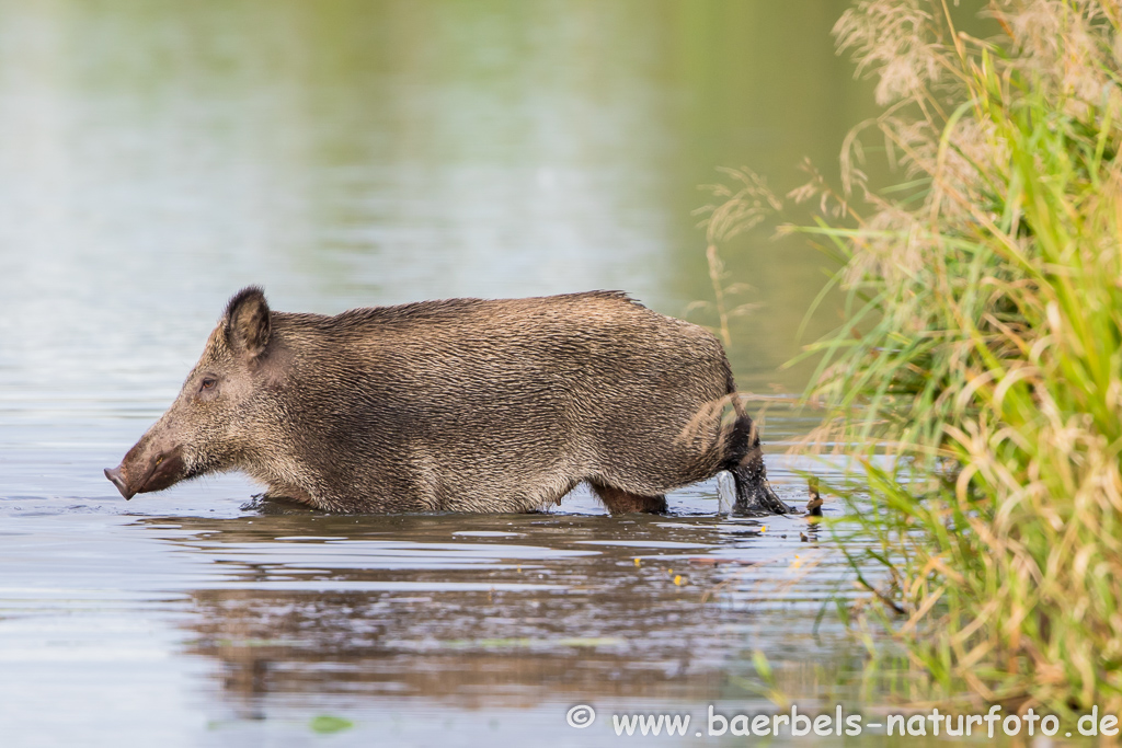 Wildschwein