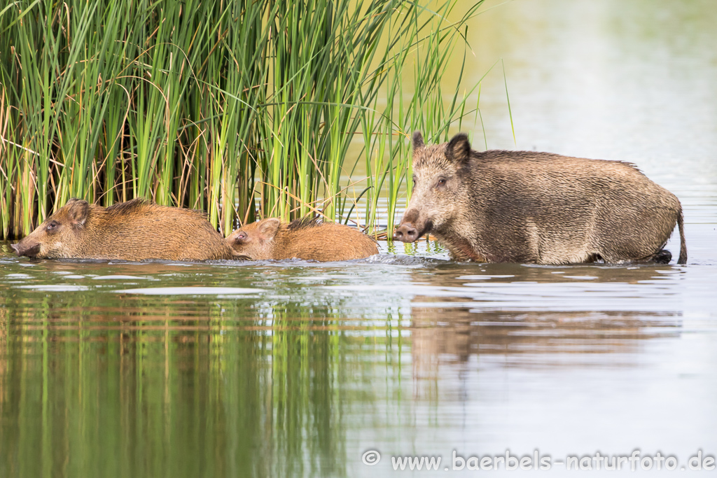 Wildschwein