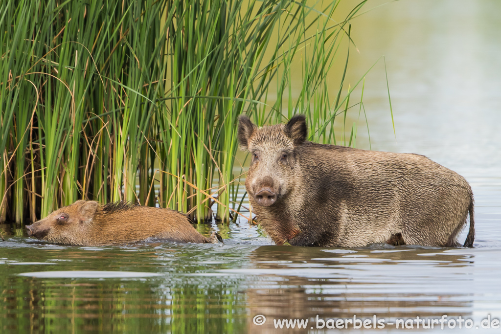 Wildschwein