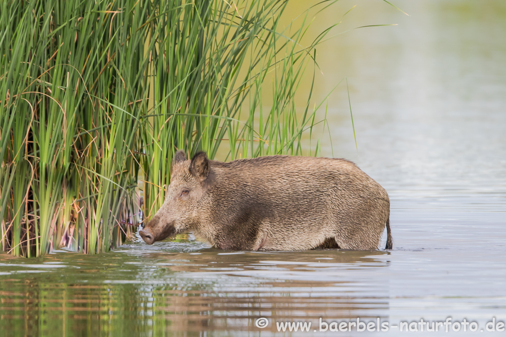 Wildschwein