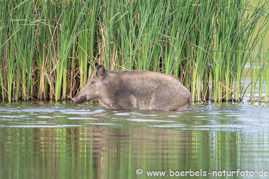 Wildschwein