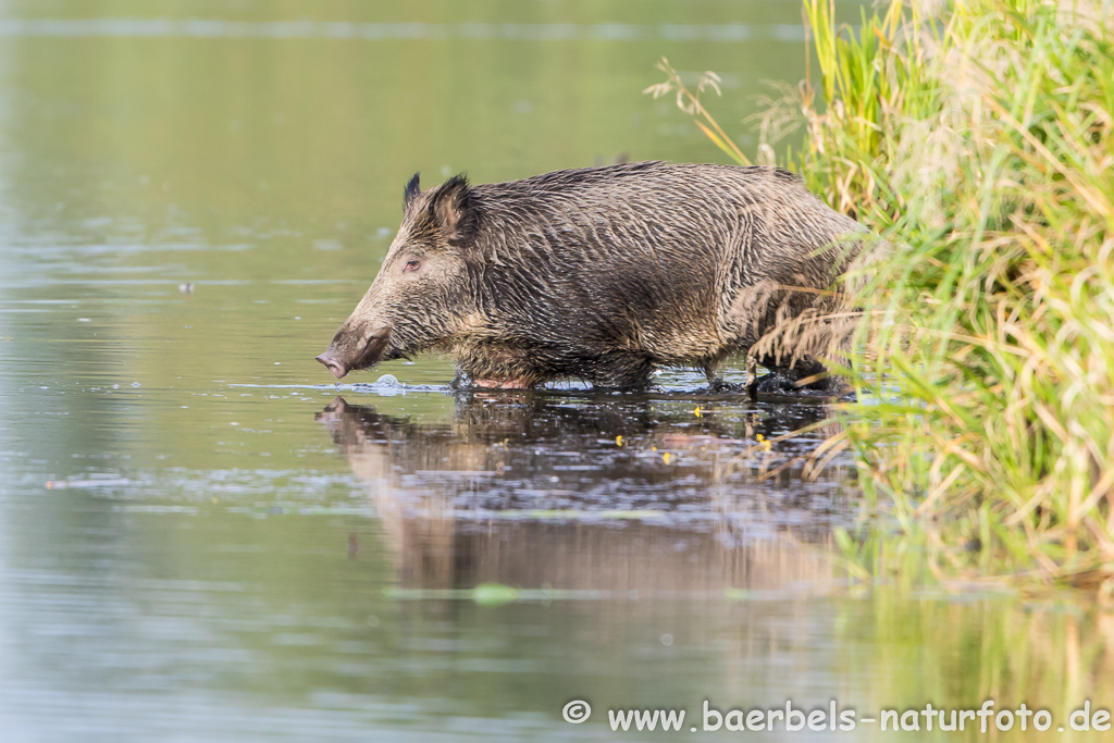 Wildschwein