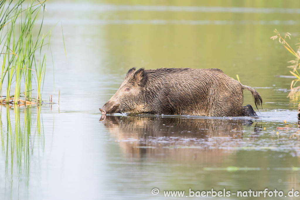 Wildschwein