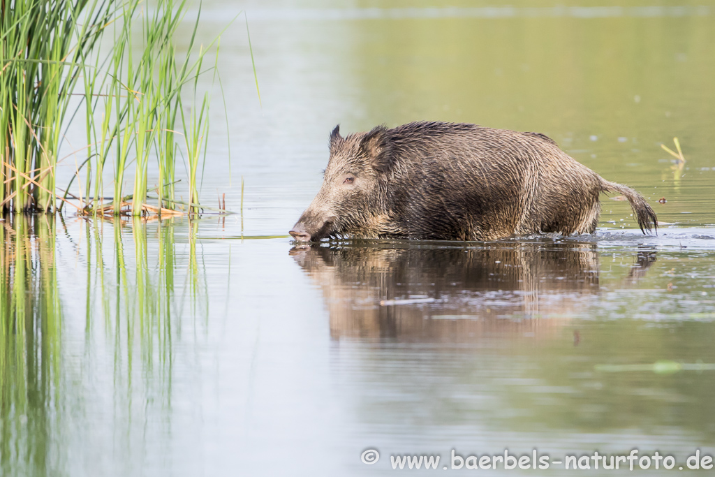 Wildschwein