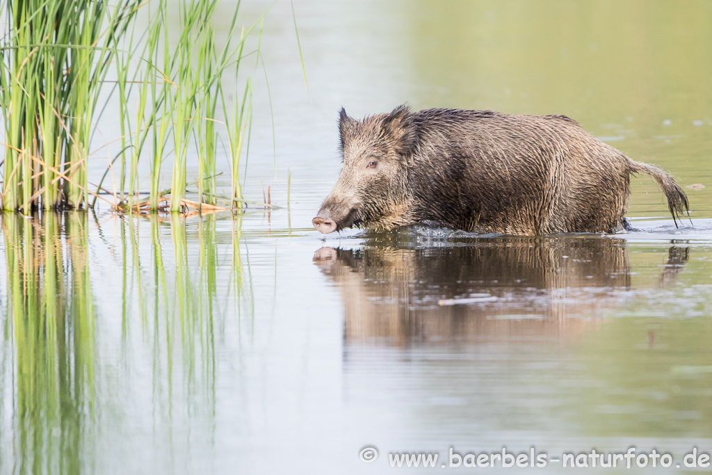 Wildschwein