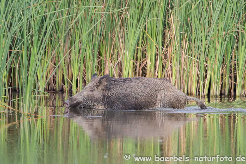 Wildschwein