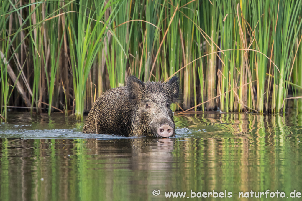 Wildschwein