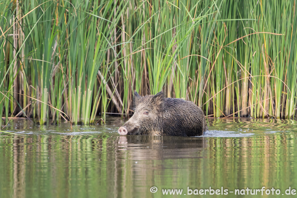 Wildschwein