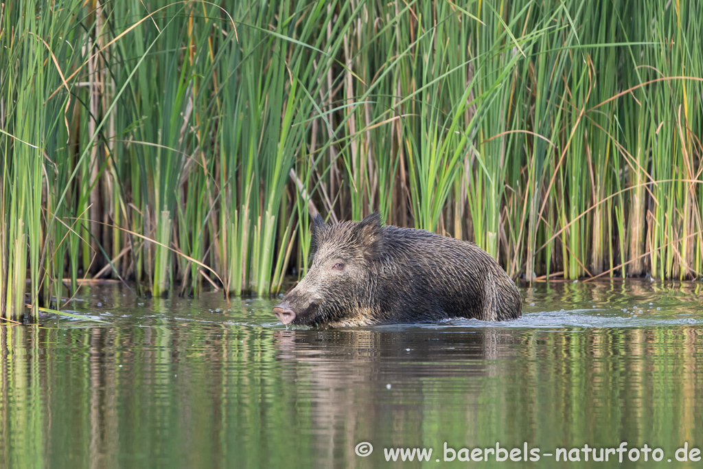 Wildschwein