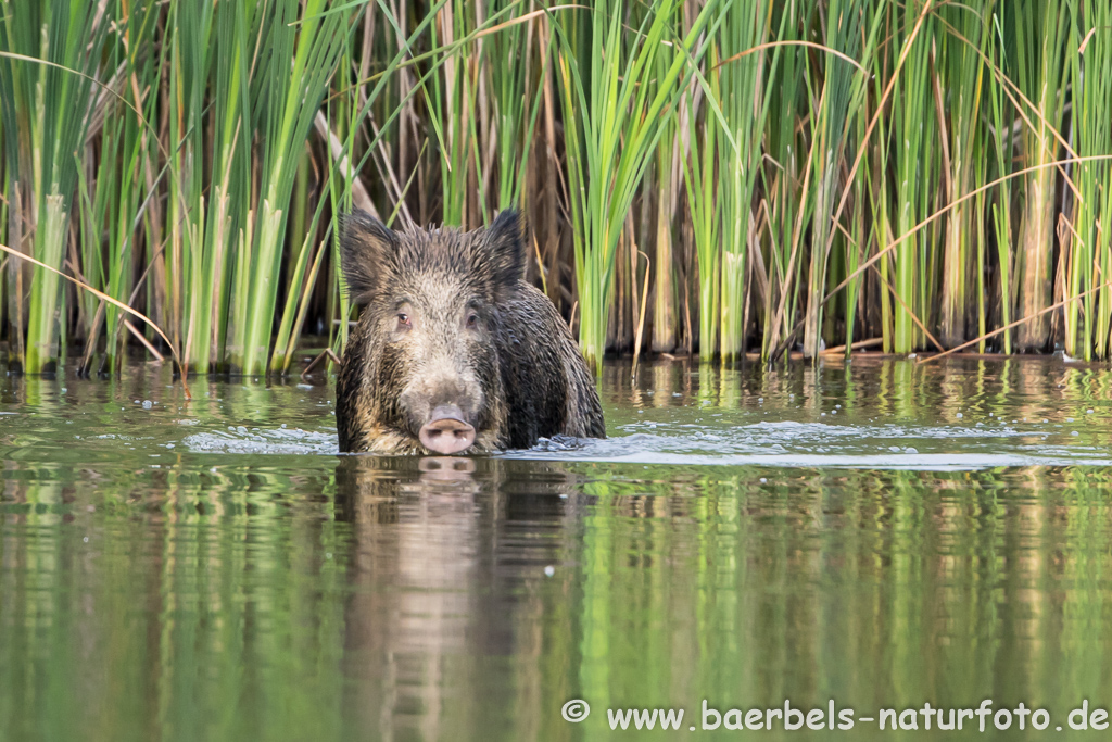 Wildschwein