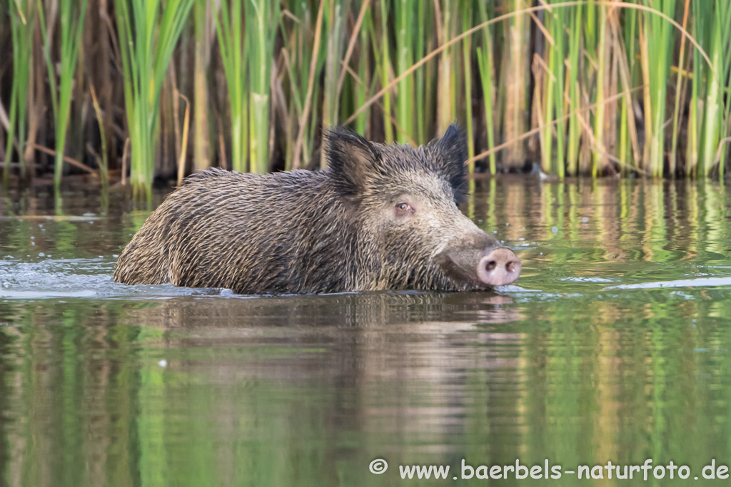 Wildschwein