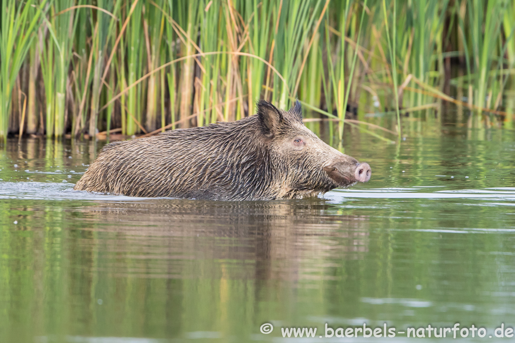 Wildschwein