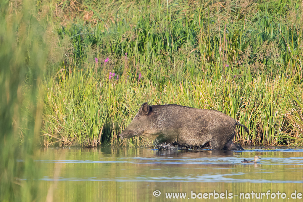 Wildschwein