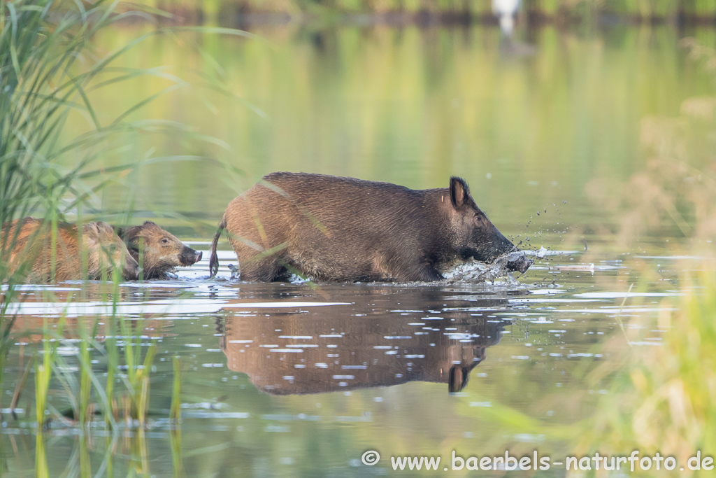 Wildschwein