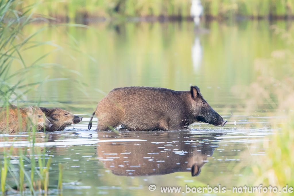 Wildschwein