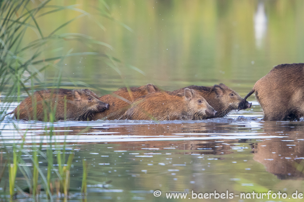 Wildschwein