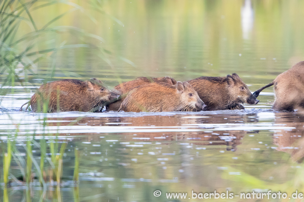 Wildschwein