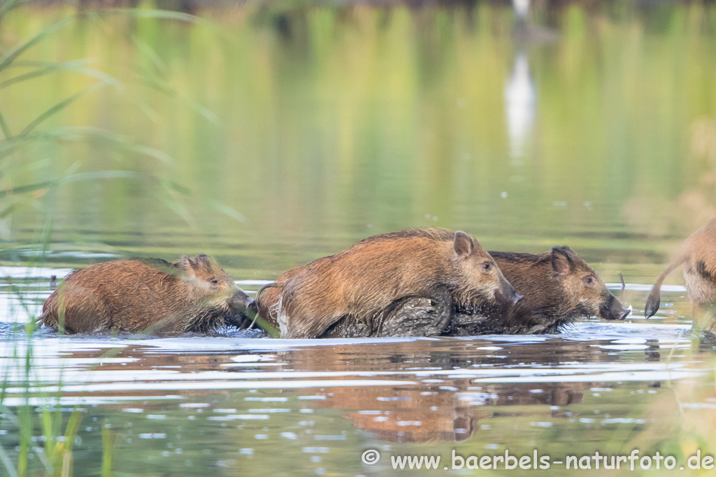 Wildschwein