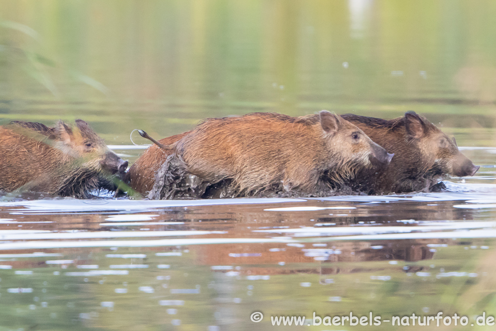 Wildschwein