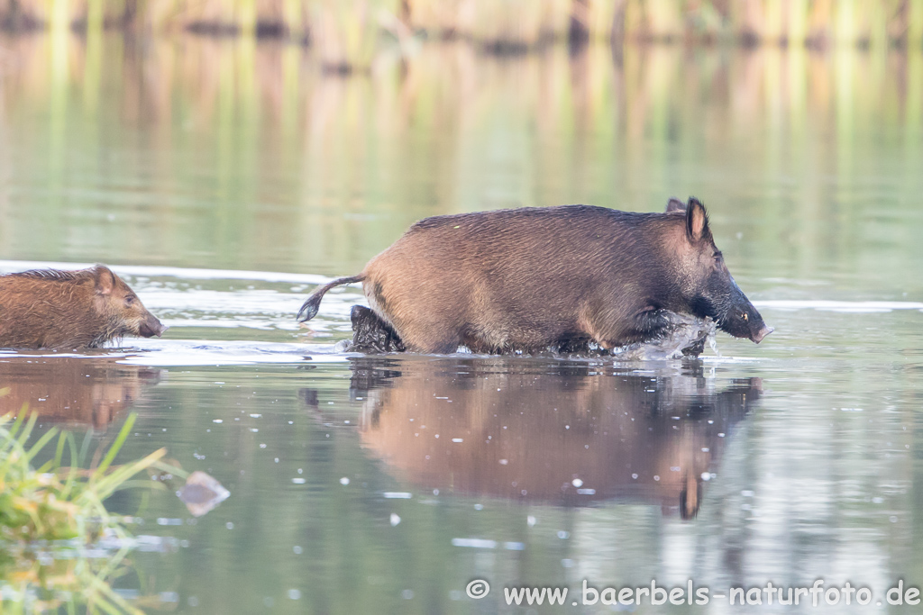 Wildschwein