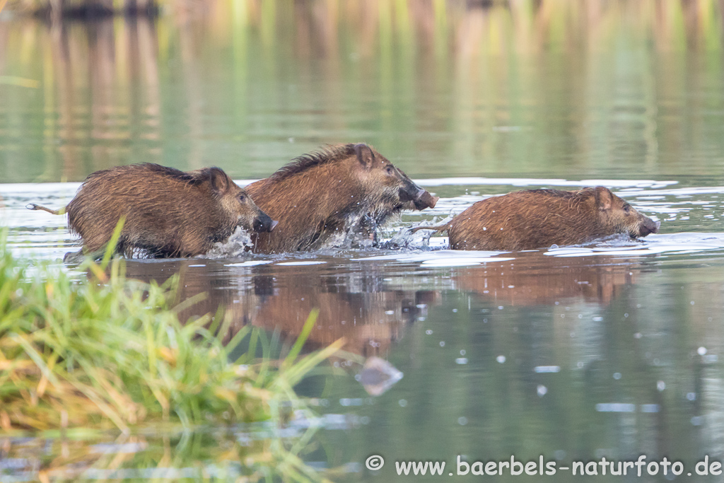 Wildschwein