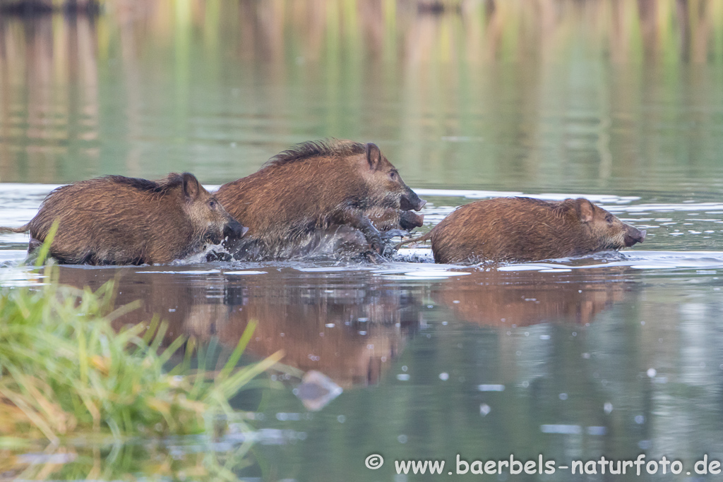 Wildschwein