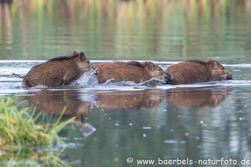 Wildschwein