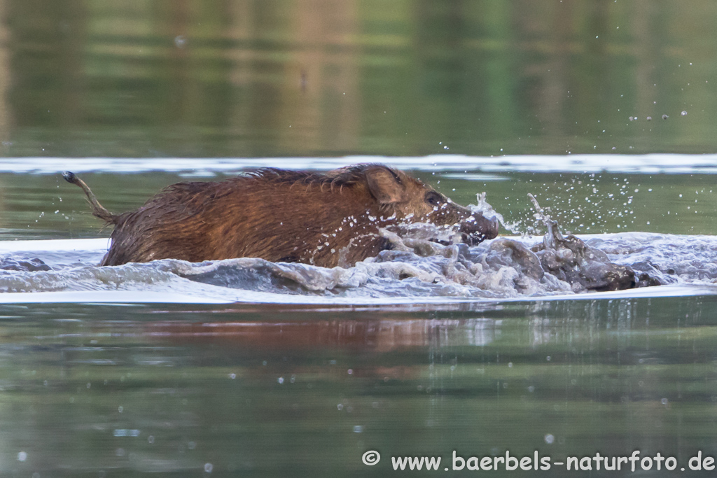 Wildschwein