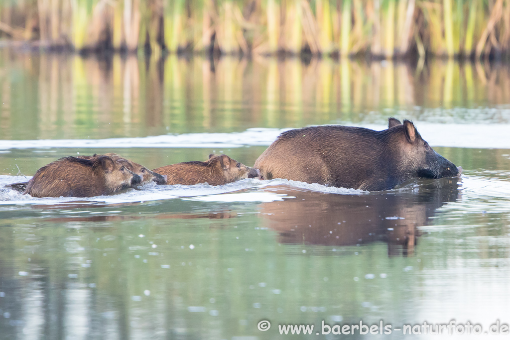 Wildschwein