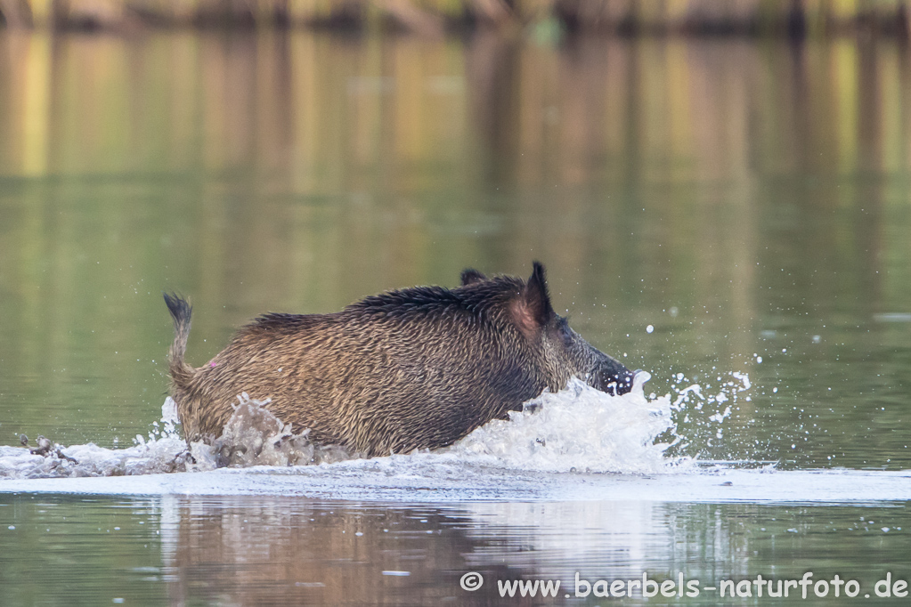 Wildschwein