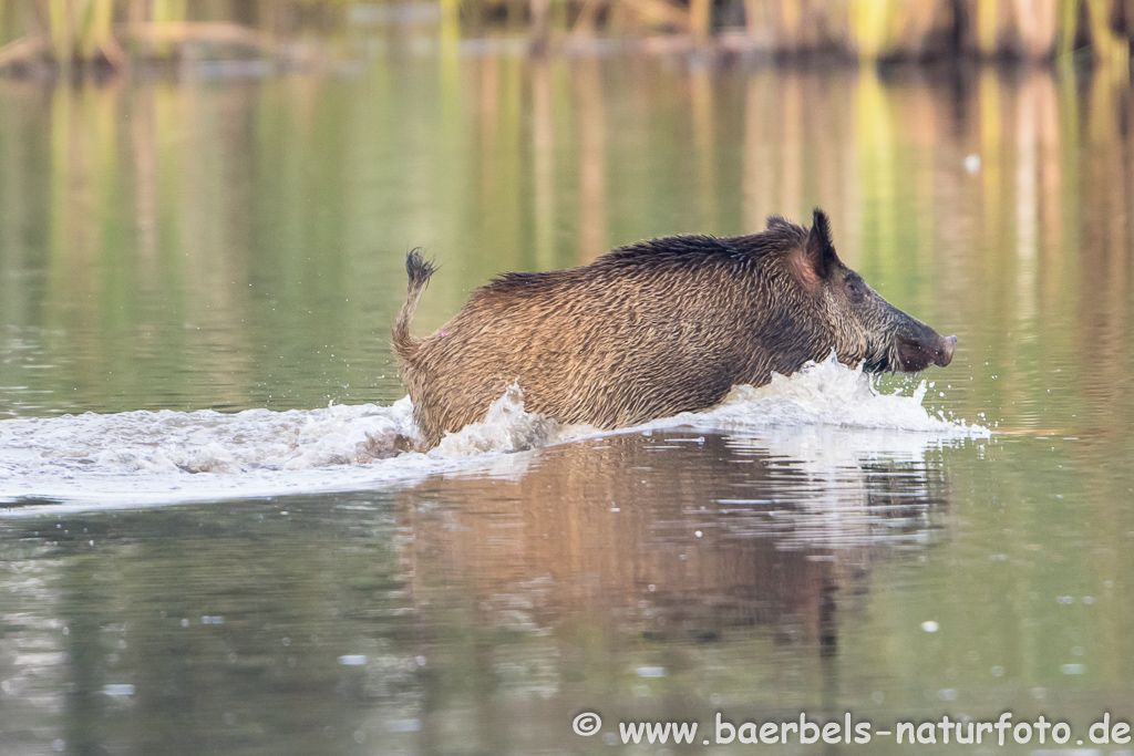 Wildschwein