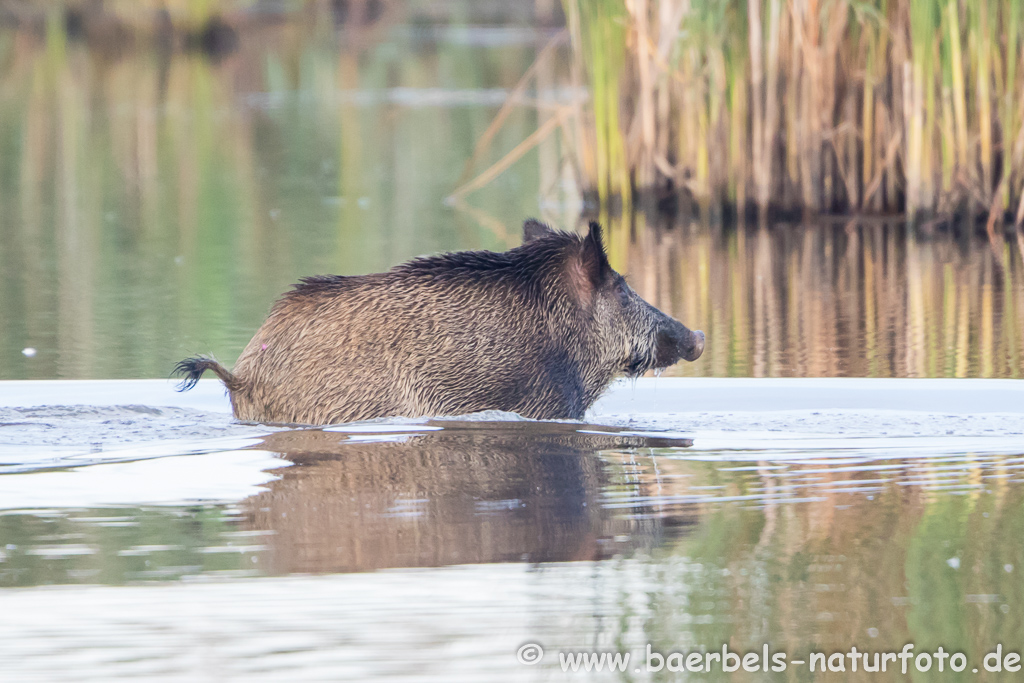 Wildschwein