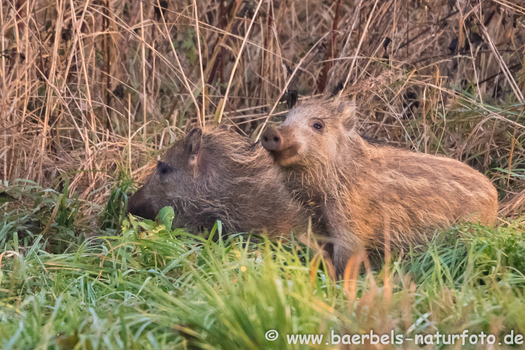 Wildschwein