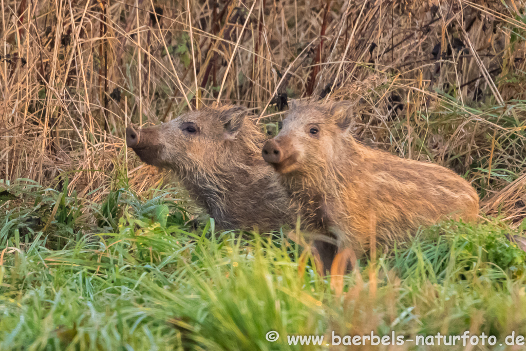 Wildschwein