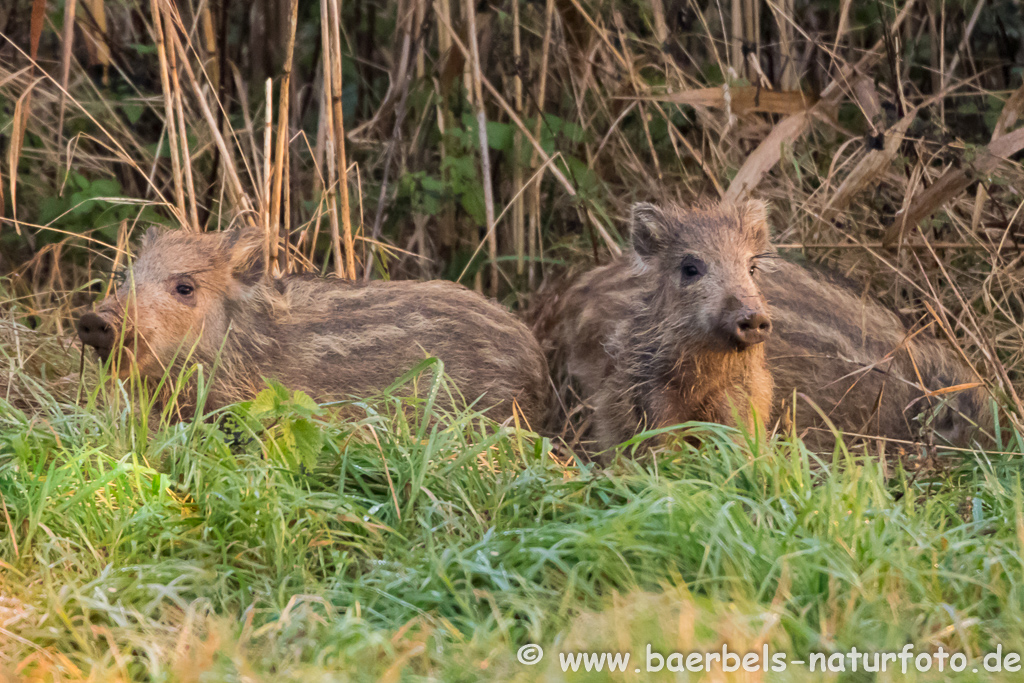 Wildschwein