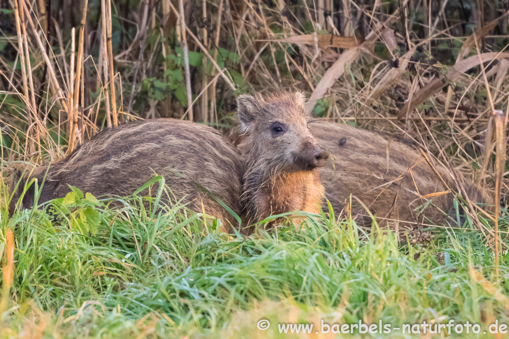 Wildschwein