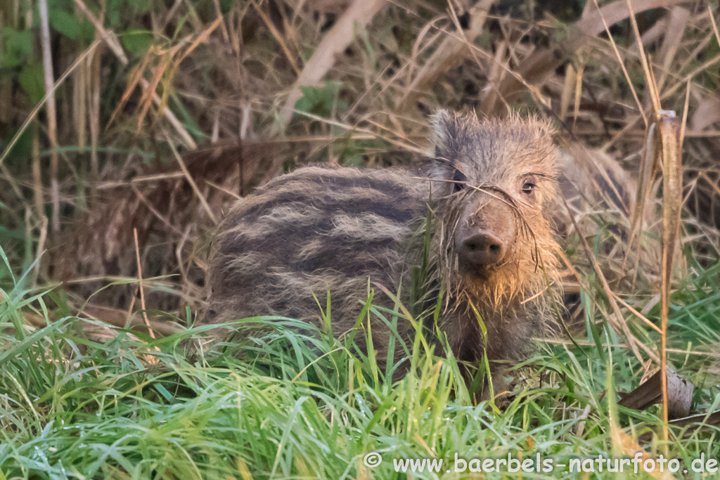 Wildschwein